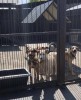 Посещение Нижегородского благотворительного фонда защиты животных "Сострадание НН" 0